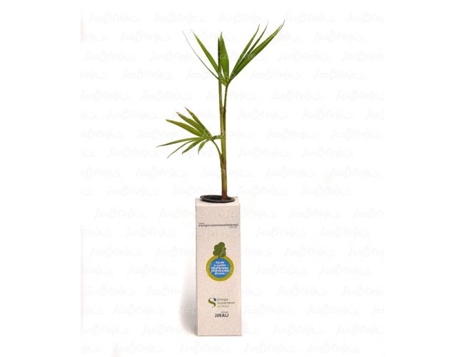 BABY TREE RECICLATO QUAD